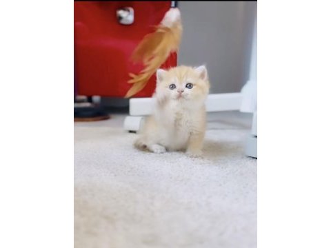 Şecereli anne babadan show kalite erkek bebek kedimiz