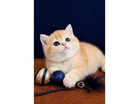 British shorthair ve longhair golden yavrular