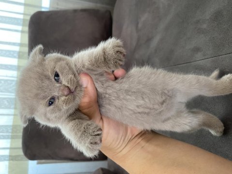 3 adet blue point 1 lilak british shorthair