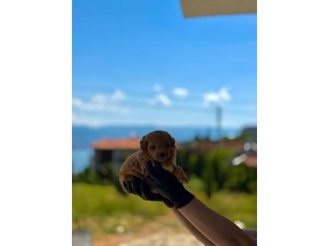 Maltipoo dişi erkek bebekler