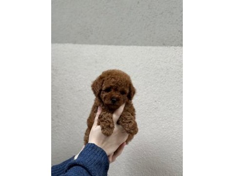 Kore kan poodle bebekleri
