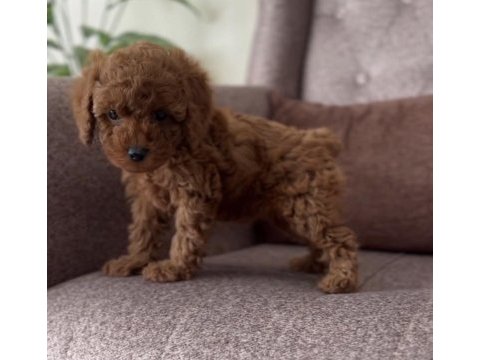 Safkan kore poodle bebekler