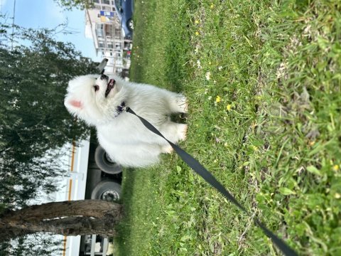 Yavrumuz eğitimlidir pomeranian boo