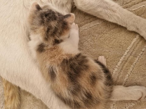 2 haftalık karma british longhair