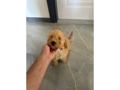 Toy poodle