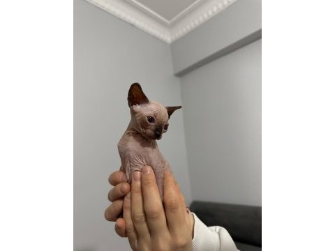 Dünya tatlısı sfenks yavruları