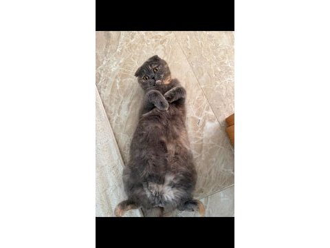 Çok akıllı uysal kedimiz