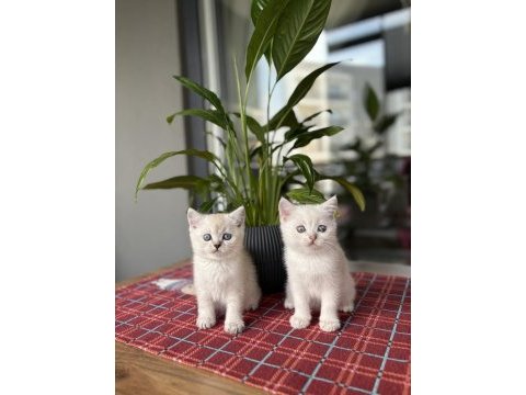 Brıtısh shorthair sılver yavrularım 