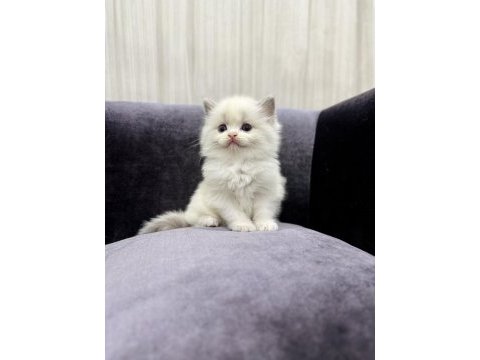 Ragdoll bebeklerimiz