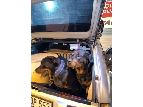Mükemmel ahlaklı anne babadan gelen asaletli rottweiler