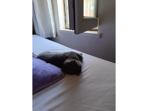 2 aylık yavru british longhair