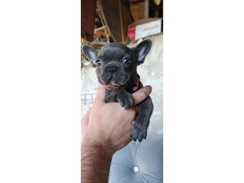 A kalite blue dişi french bulldog yavrum