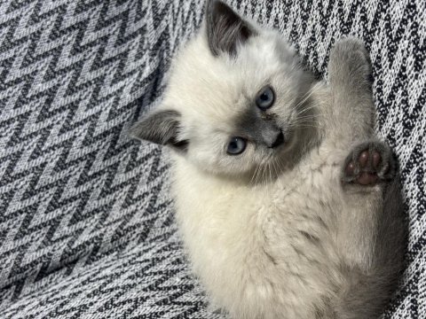 British shorthair blue point