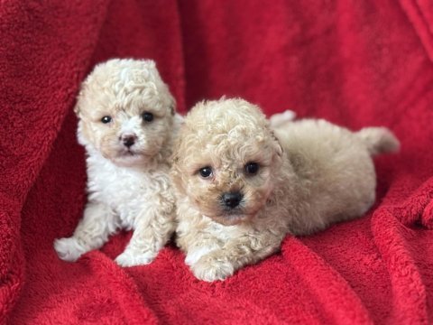 50 günlük f3 maltipoo bebekler poodle ayarında