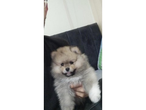 Pomeranian boo köpeğimiz