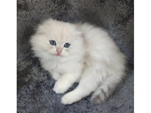 İstanbul içi 7/24 adrese teslim british longhair