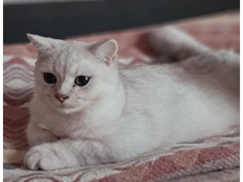 British shorthair golden erkek