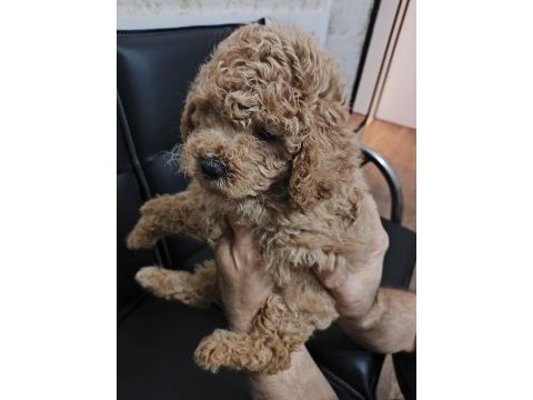 Toy poodle köpekler