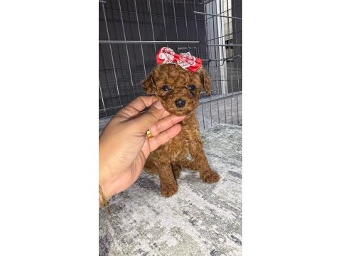 Micro kore teacup poodle