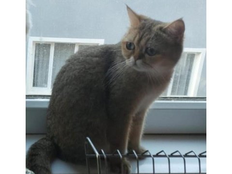 Safkan british shorthair