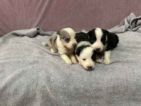 Muhteşem border collie yavrular