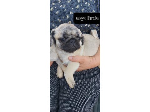 Pug mops bebekleri