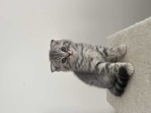Scottish fold yavruları ailesini bekliyor