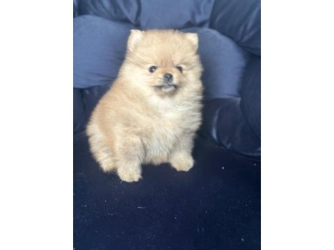 Pomeranian boo yavrular ırkına uygun