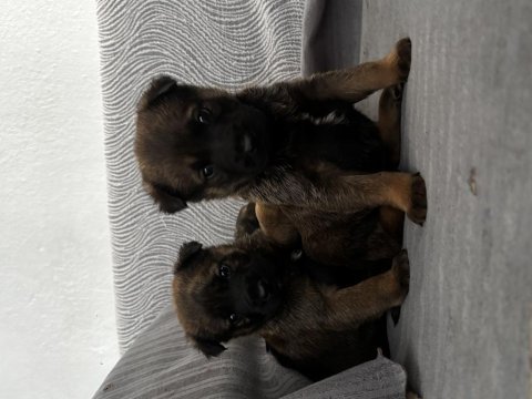 3 dişi belçika malinois yavrusu