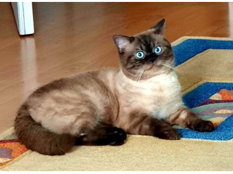 Show kalite birman kedisi yavrular