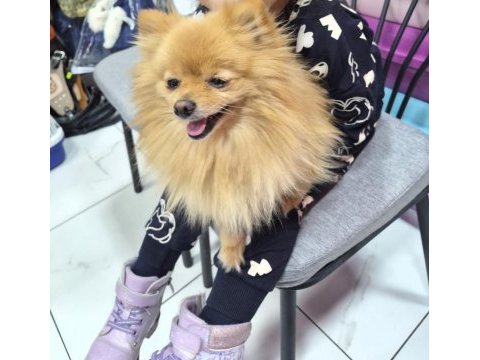 Pomeranian boo dişi