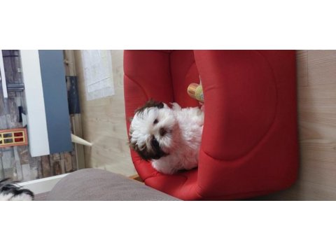 Shih tzu bebek
