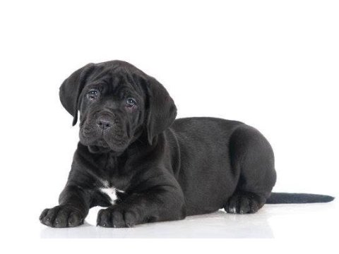 A scrli anne babadan cane corso yavrular kapıda ödeme