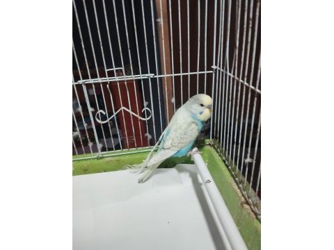 Satılık muhabbet kuşları