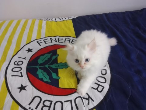 İki british prensimizde satılıktır