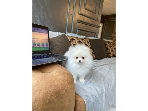 Pomeranian boo yavruları 