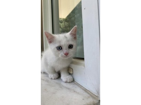 İki gözü farklı yavru kedimiz