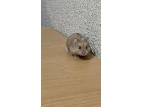 Gonzales hamster sahiplendirme