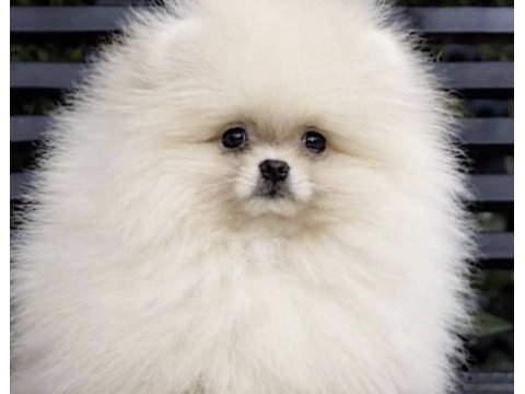 Pomerianan boo yavrumuz