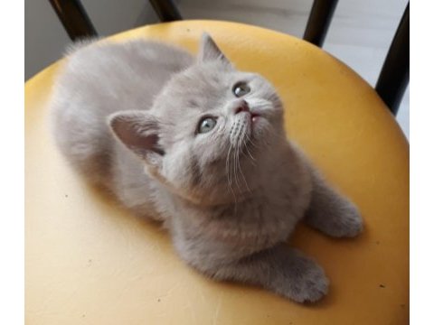 British shorthair lilac cinsi