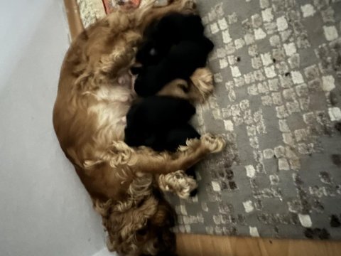 Cocker yavruları
