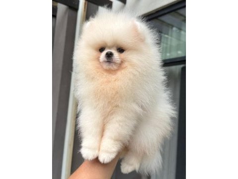 Pomeranian boo