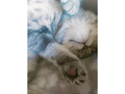 Sahiplendirme scottish fold