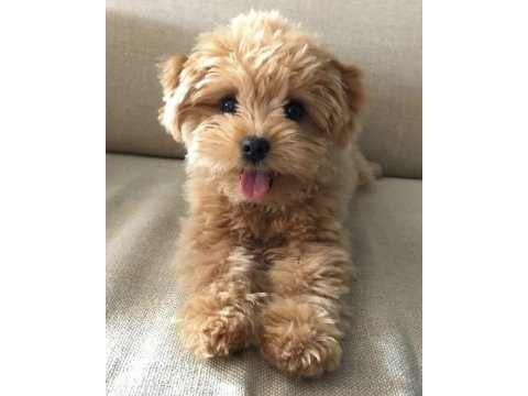 Maltipoo yavrularımız acık ve esmer renk çeşitler