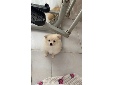 Pomeranian bebek 2 aylık