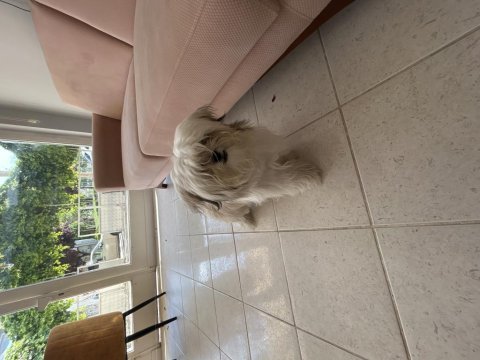 10 aylık erkek shih tzu