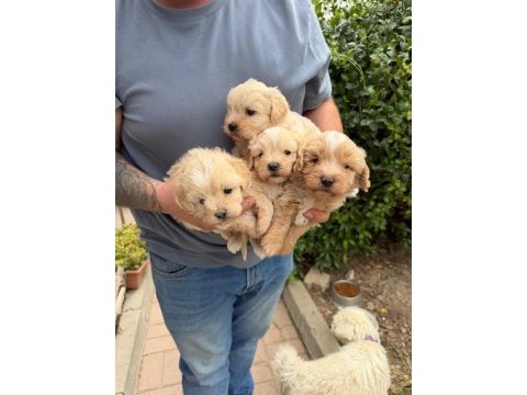 Kaçmayacak fırsat maltipoo