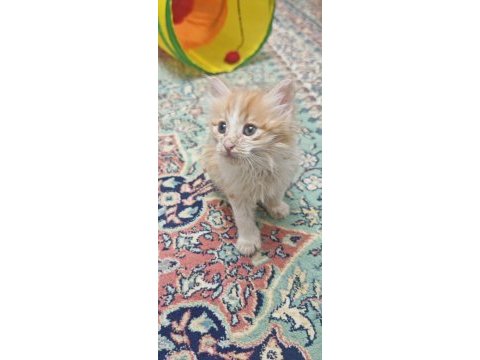 Minik kedilere yuva arıyorum