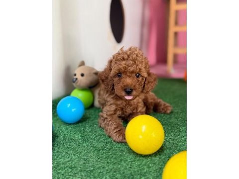Minik poodle patim