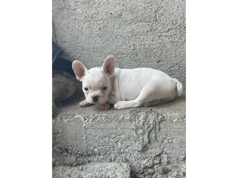 Şecereli french bulldog yavruları